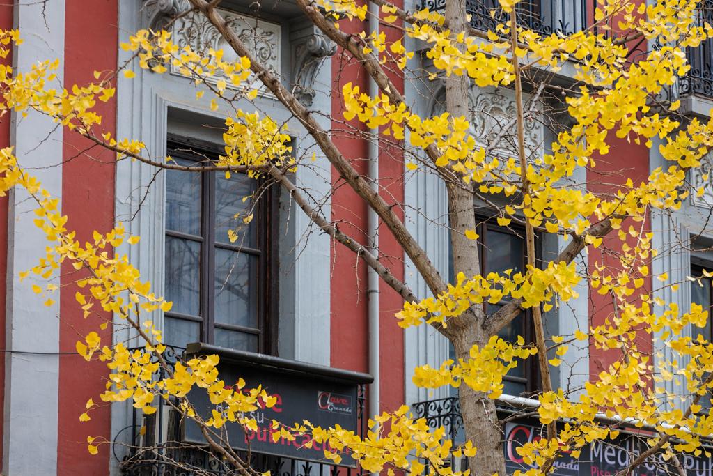 Las imágenes de los ginkgo biloba en la Gran Vía de Granada