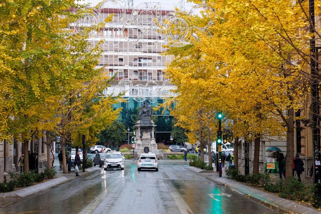 Las imágenes de los ginkgo biloba en la Gran Vía de Granada