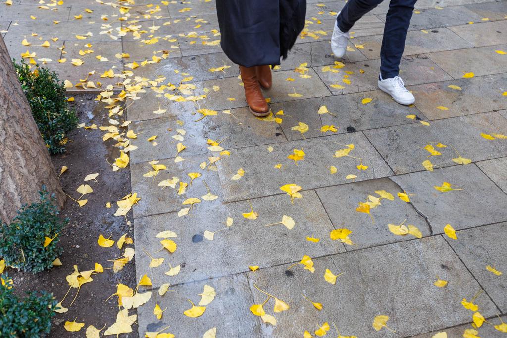 Las imágenes de los ginkgo biloba en la Gran Vía de Granada