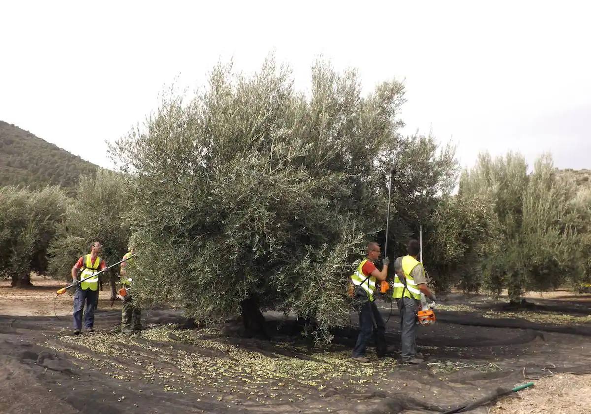 Jornaleros trabajando en la recolección de aceituna, en una imagen de archivo.