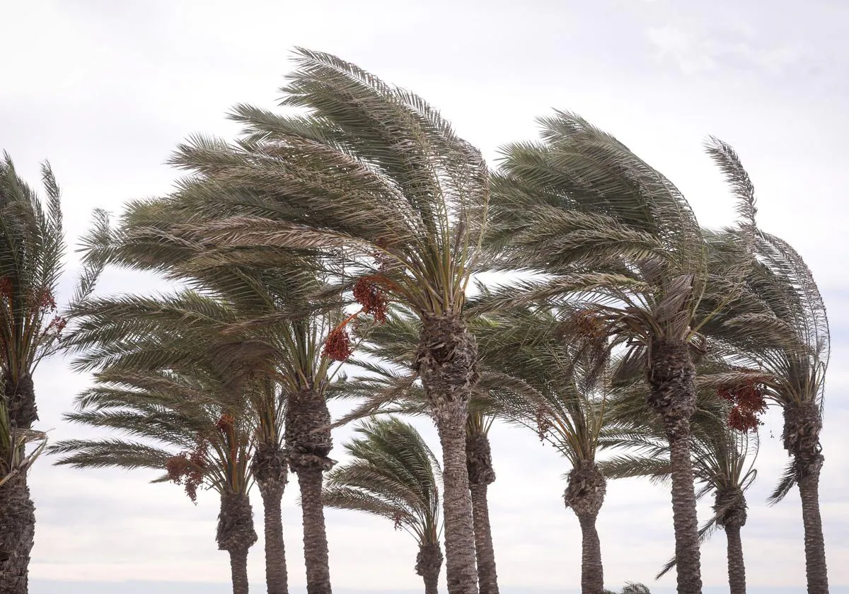 Tiempo: El Aviso Naranja Por Las Fuertes Rachas De Viento En Andalucía ...