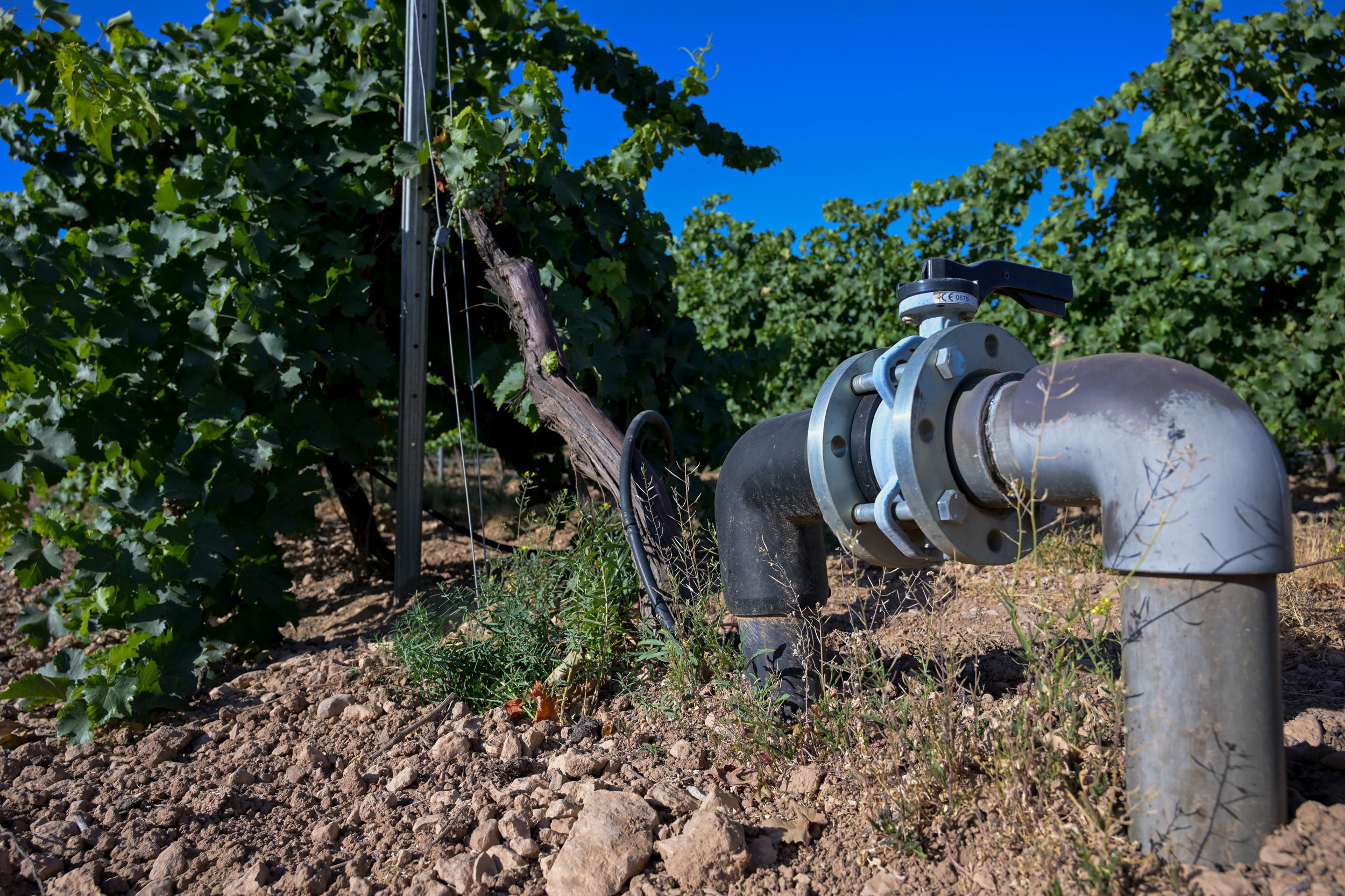 La agricultura pesa en la economía andaluza el doble que en el conjunto de España.