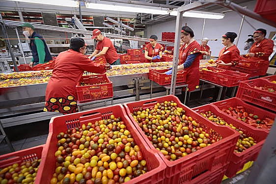 Trabajadores de la cooperativa Granada La Palma.