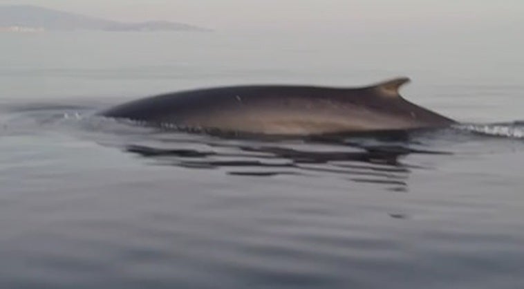 Un ejemplar de ballena en las aguas de la Costa Tropical.
