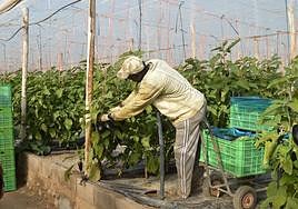 Imagen de archivo de un trabajador en un invernadero.