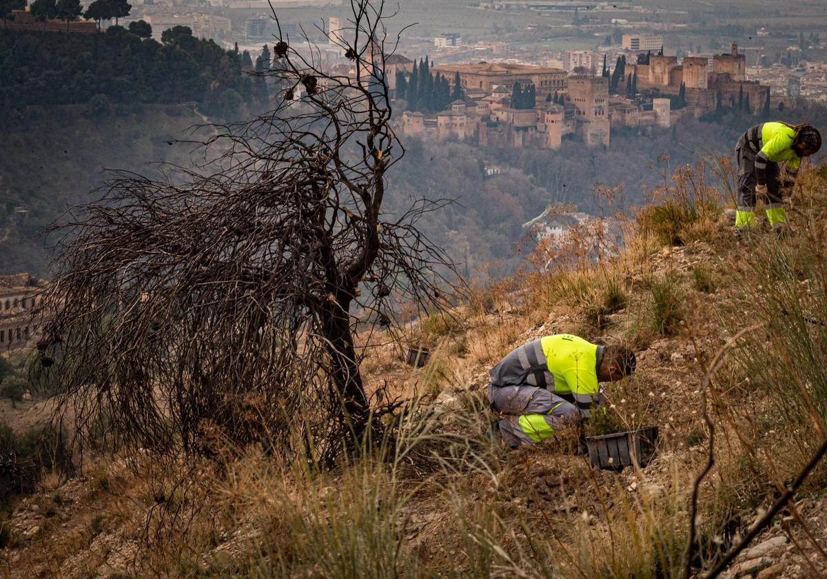 La reforestación del cerro de San Miguel Alto finalizará antes de verano.