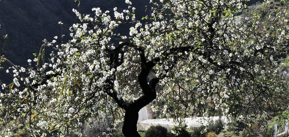 El almendro en flor comienza a tomar protagonismo en la Sierra de la  Contraviesa | Ideal