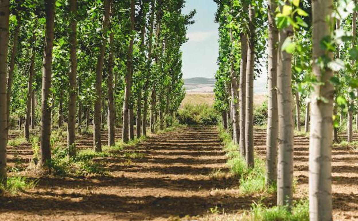 Una chopera en la Vega de Granada.