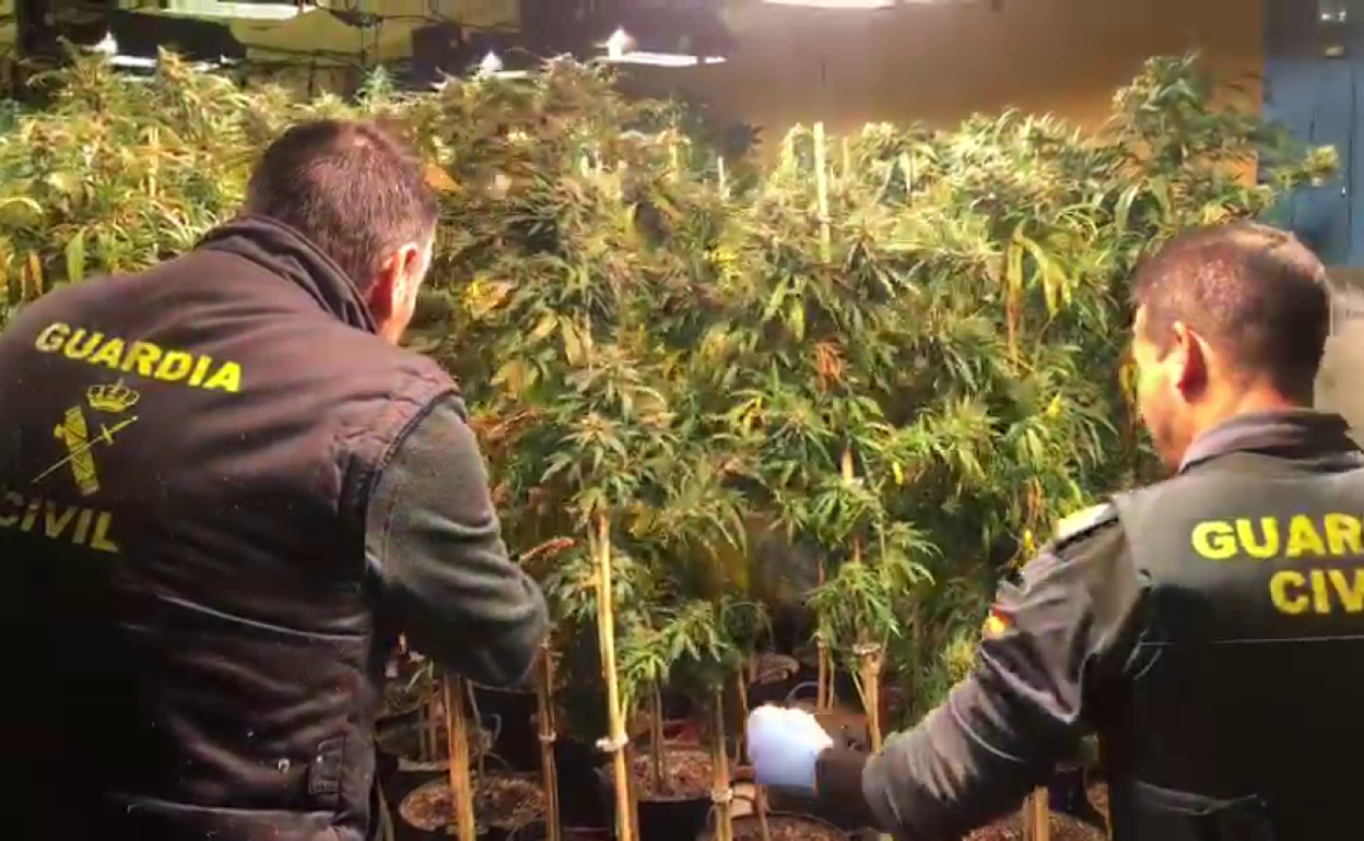 Parte de la marihuana descubierta en la operación antidroga