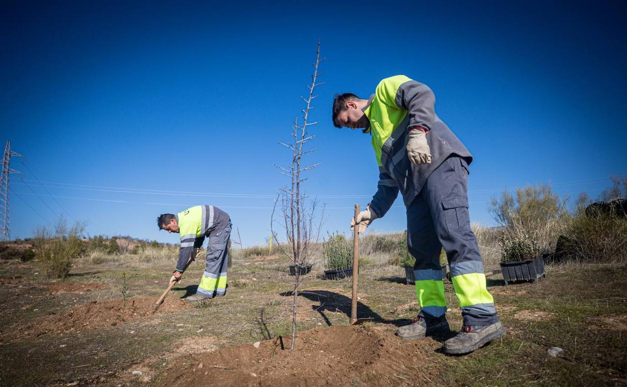 Inicio de la plantación de los árboles.