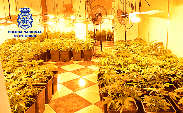 Plantación de marihuana intervenida en Mengíbar. 