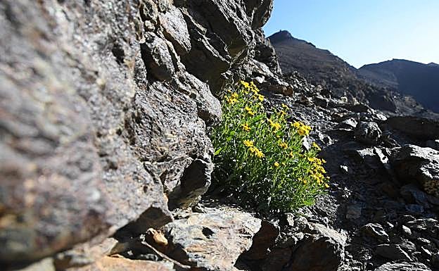 Senecio nevadensis, un endemismo de Sierra Nevada, que solo crece a partir de 3.000 metros de altitud. 