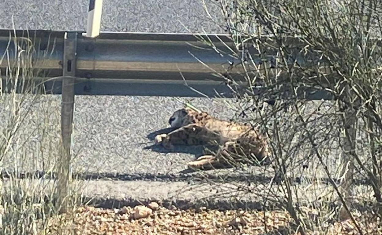 Imagen del lince atropellado junto a la carretera de El Chaparral