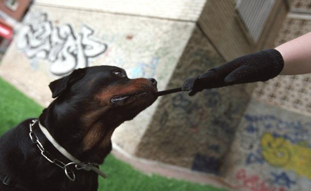 Imagen de un perro rottweiler de la misma raza que el agresor./ideal