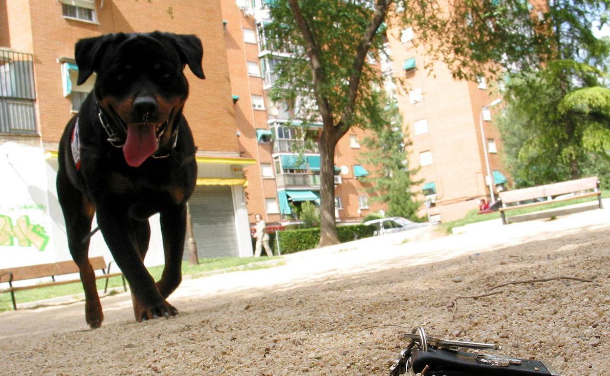Un rottweiler de la misma raza del perro que atacó a una niña de 5 años.