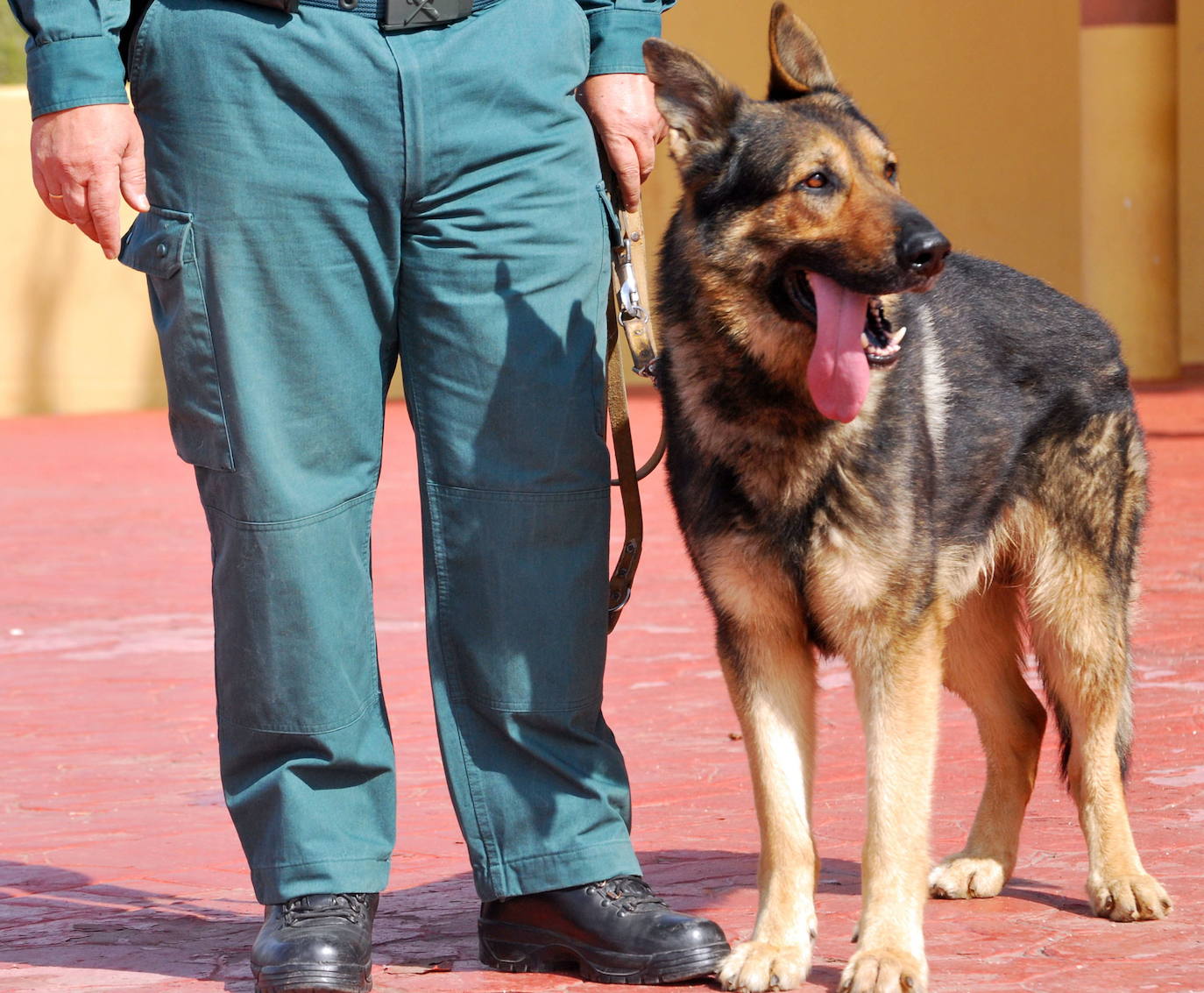 Un perro antidroga de la Guardia Civil de Granada.