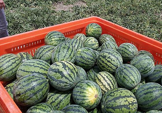 Asaja apunta a un descenso del 10% en la plantación de sandía esta primavera