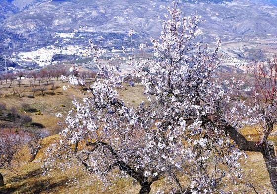 Se adelanta la bella floración del almendro en La Alpujarra de Granada