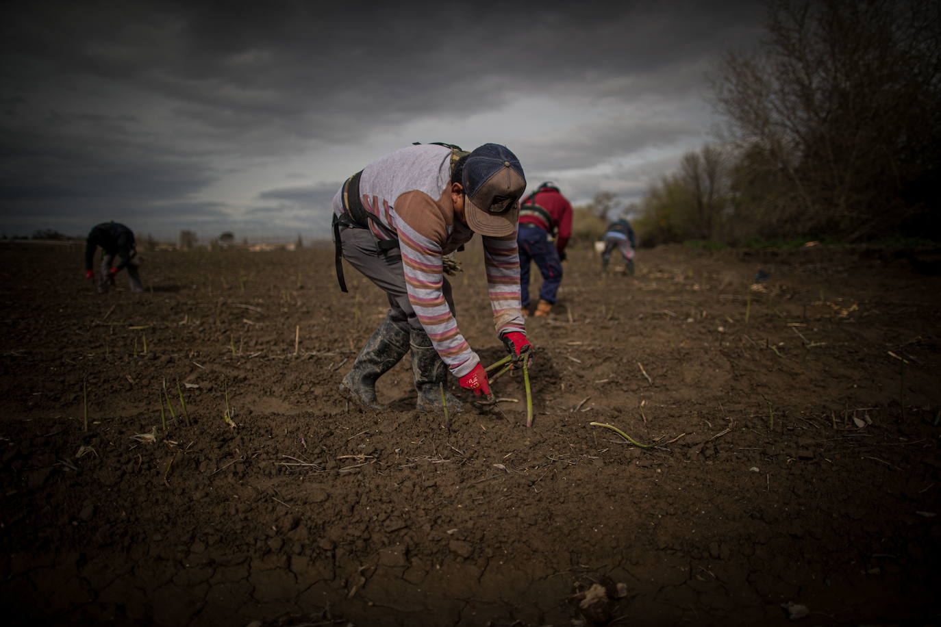 Un trabajador agrícola en la campaña del espárrago.