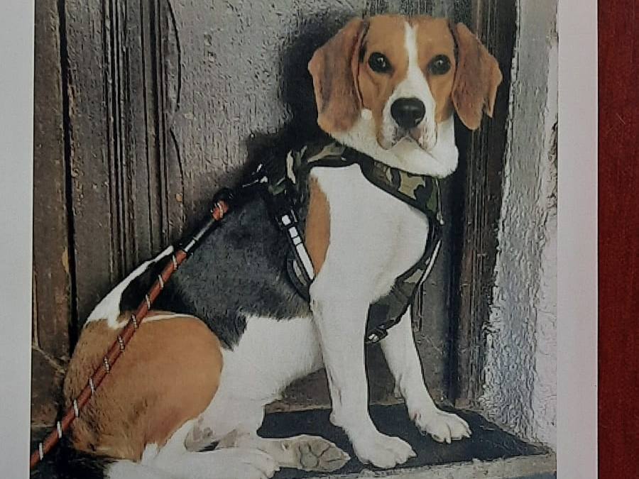 Candela, perro perdido en Granada.