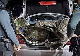 Maletero cargado de bolsas de marihuana.