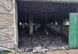Animales muertos por el incendio en Albuñán.
