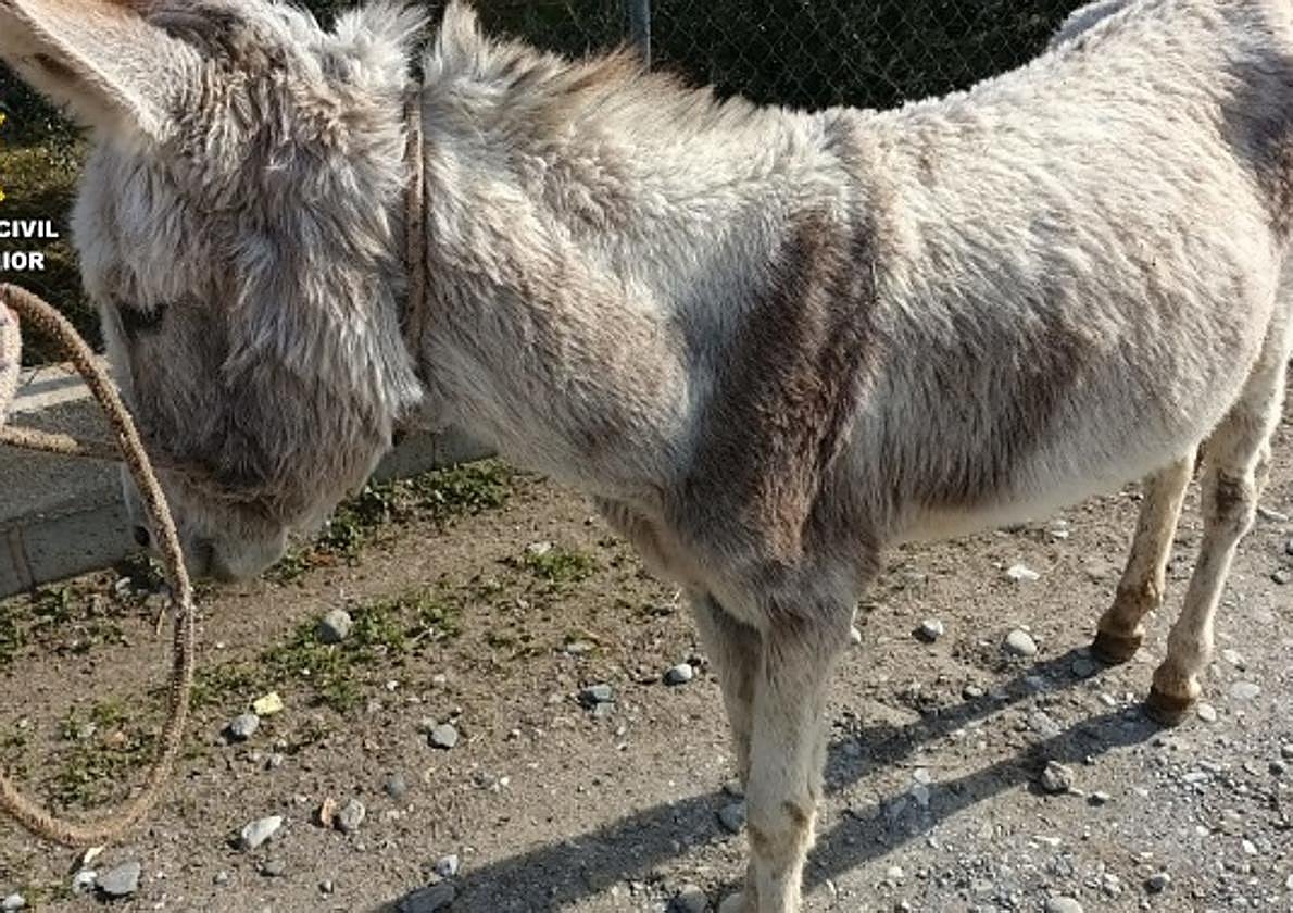 El burro recuperado.