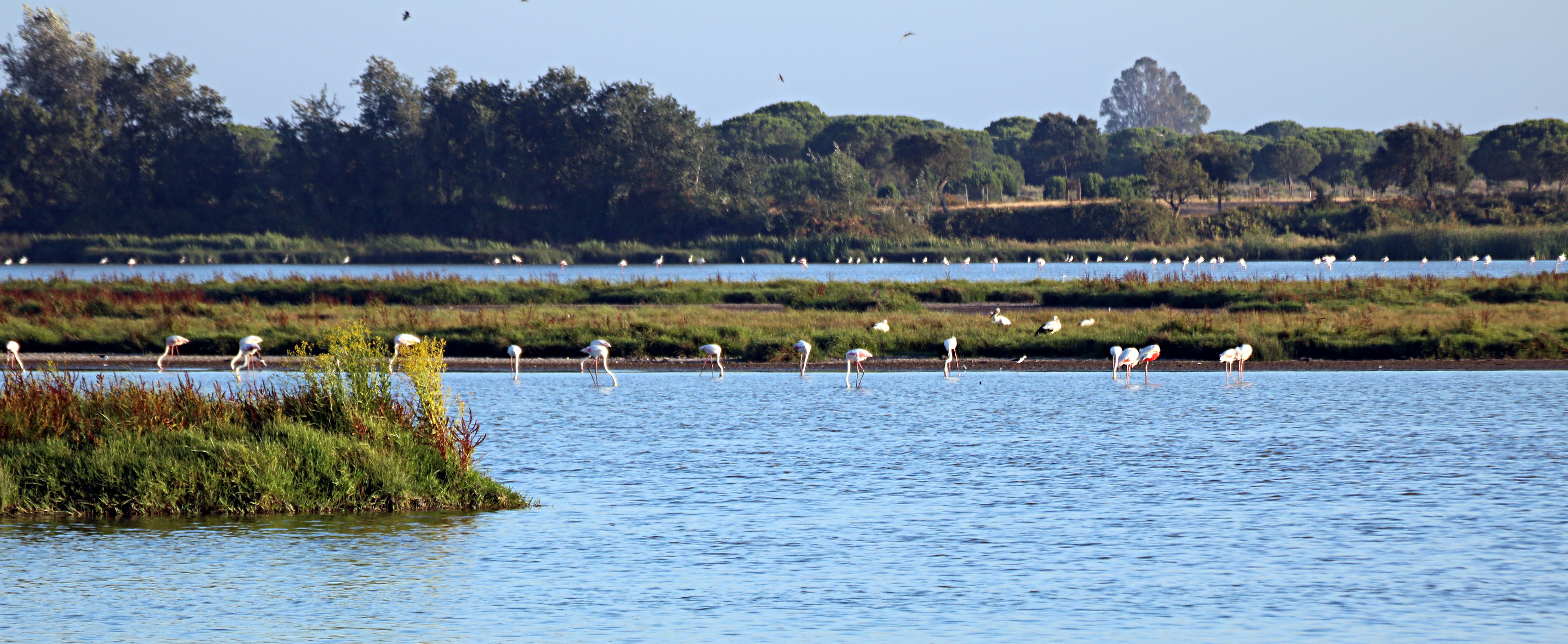 Parque Natural de Doñana.