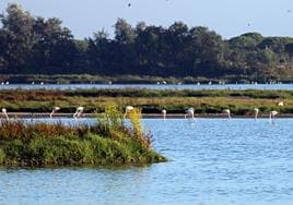 Parque Natural de Doñana.