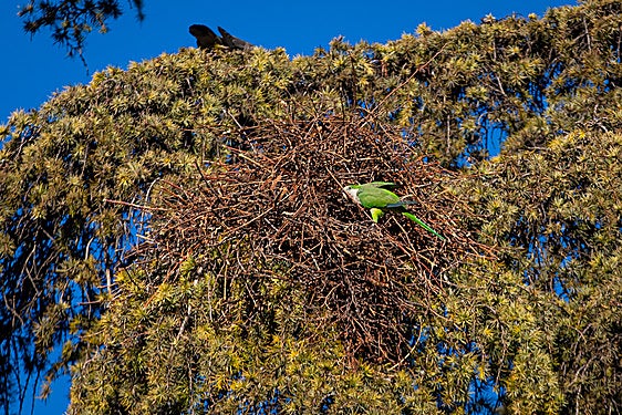 Una cotorra argentina en el Parque Federico García Lorca.