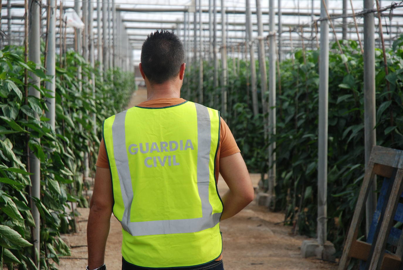 Un agente de la Guardia Civil en un invernadero.