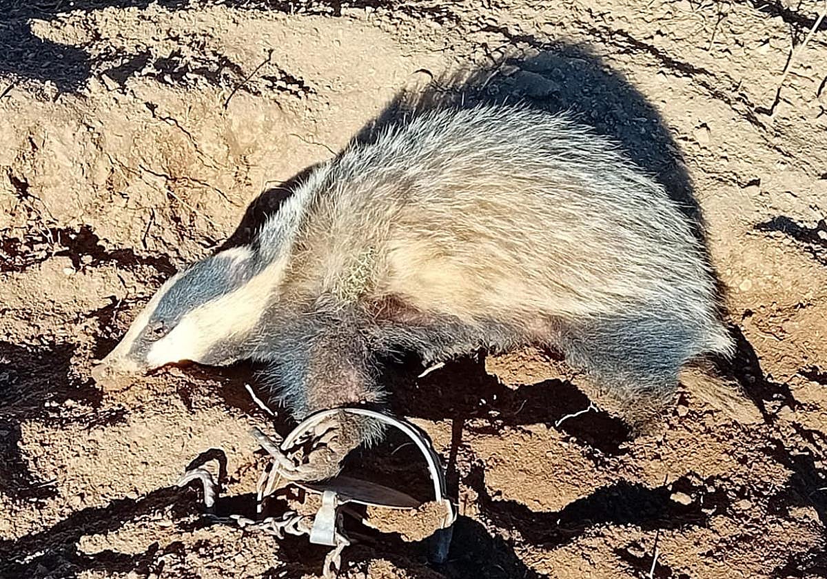 El tejón con la pata atrapada en un cepo ilegal.