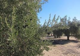 Olivar, en una imagen de archivo.