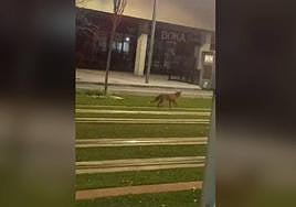 Zorro paseando por las vías del metro.