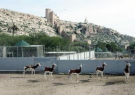 Gacelas en el Centro de Rescate de la Fauna Sahariana de Almería.