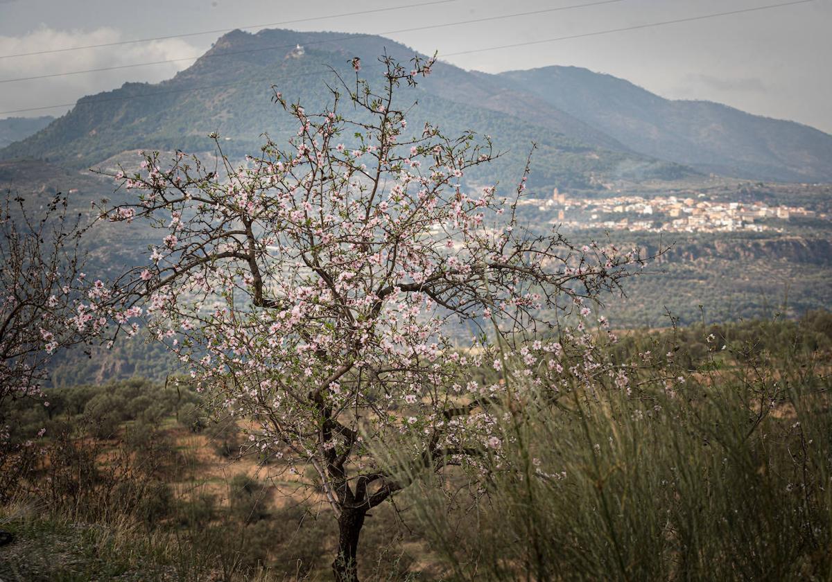 Almendros en flor en Padul.