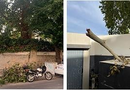 Ramas caídas con anterioridad y grieta en el muro de la calle Arquitecto Berges.