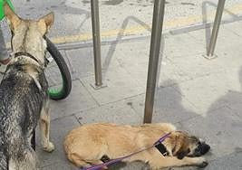 Denuncian el abandono de tres perros en una parada de metro de Albolote