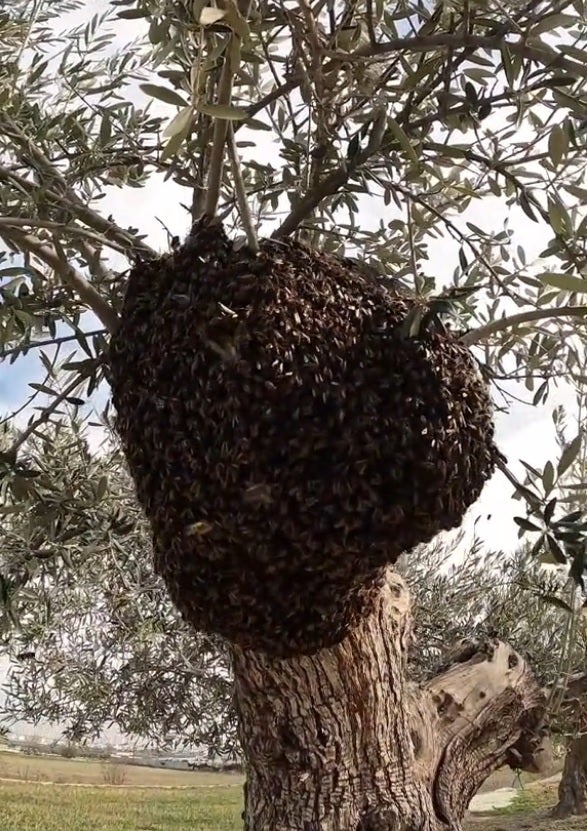 Enjambre con más de 60.000 abejas en Cúllar Vega.