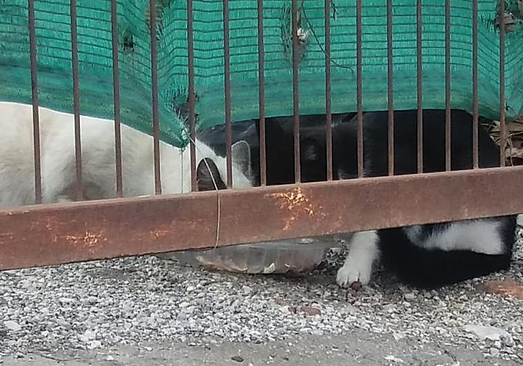 Los gatos abandonados en un terreno de Cájar.