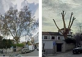 Árbol singular de Arquitecto Berges, antes y después de la poda.