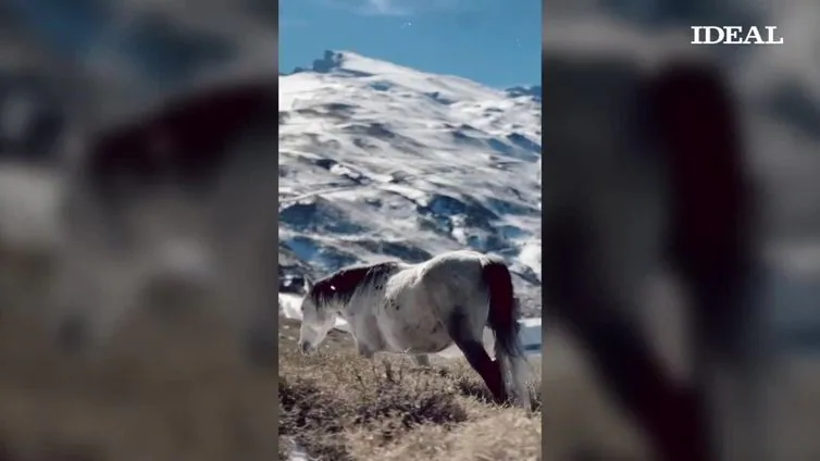 El vídeo de unos caballos salvajes en Sierra Nevada