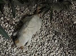 Encuentran muertos tres gatos de una colonia de Armilla.