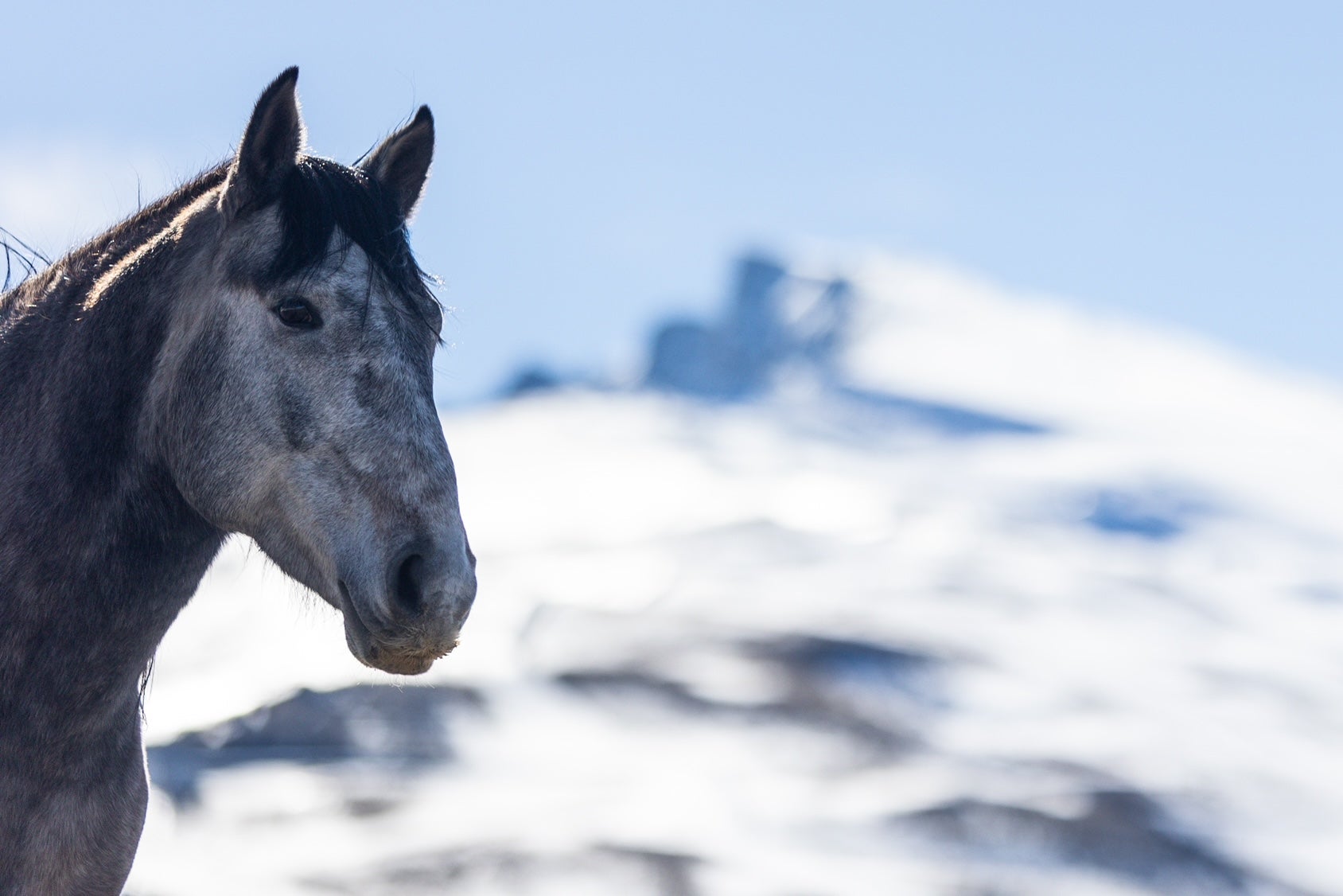 Las espectaculares imágenes de unos caballos en Sierra Nevada