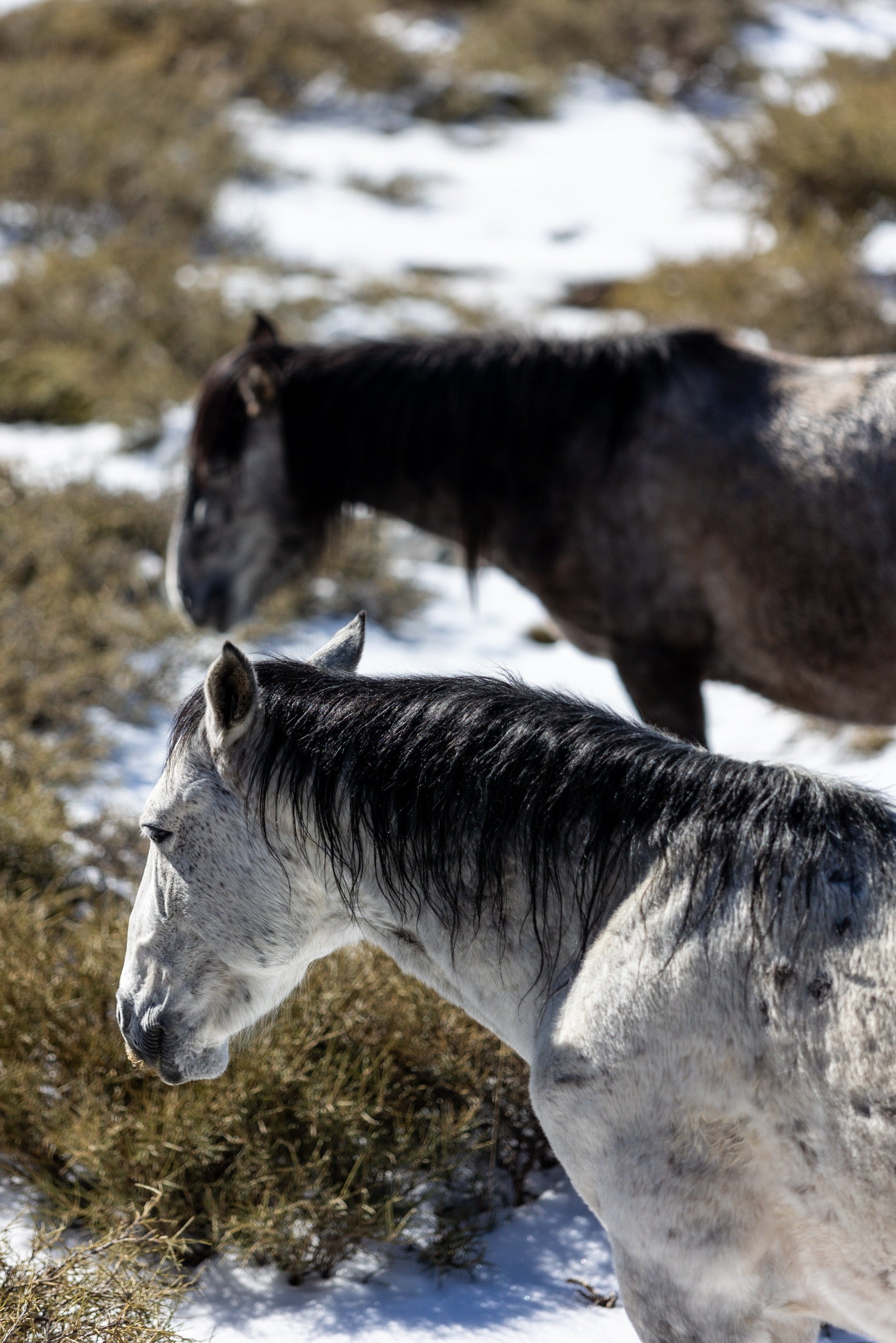 Las espectaculares imágenes de unos caballos en Sierra Nevada