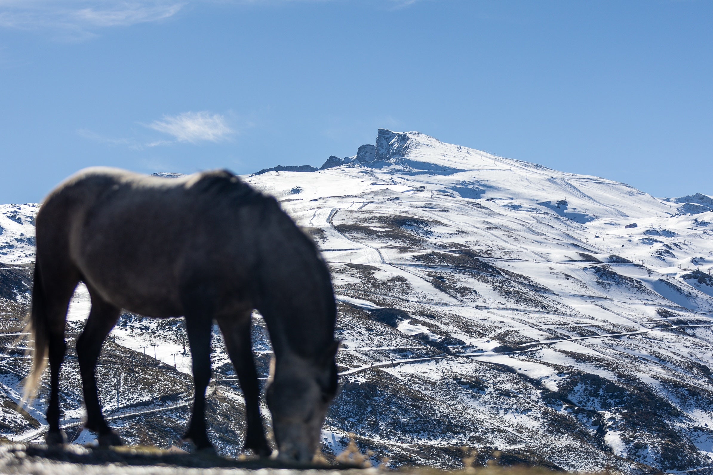 Las espectaculares imágenes de unos caballos en Sierra Nevada