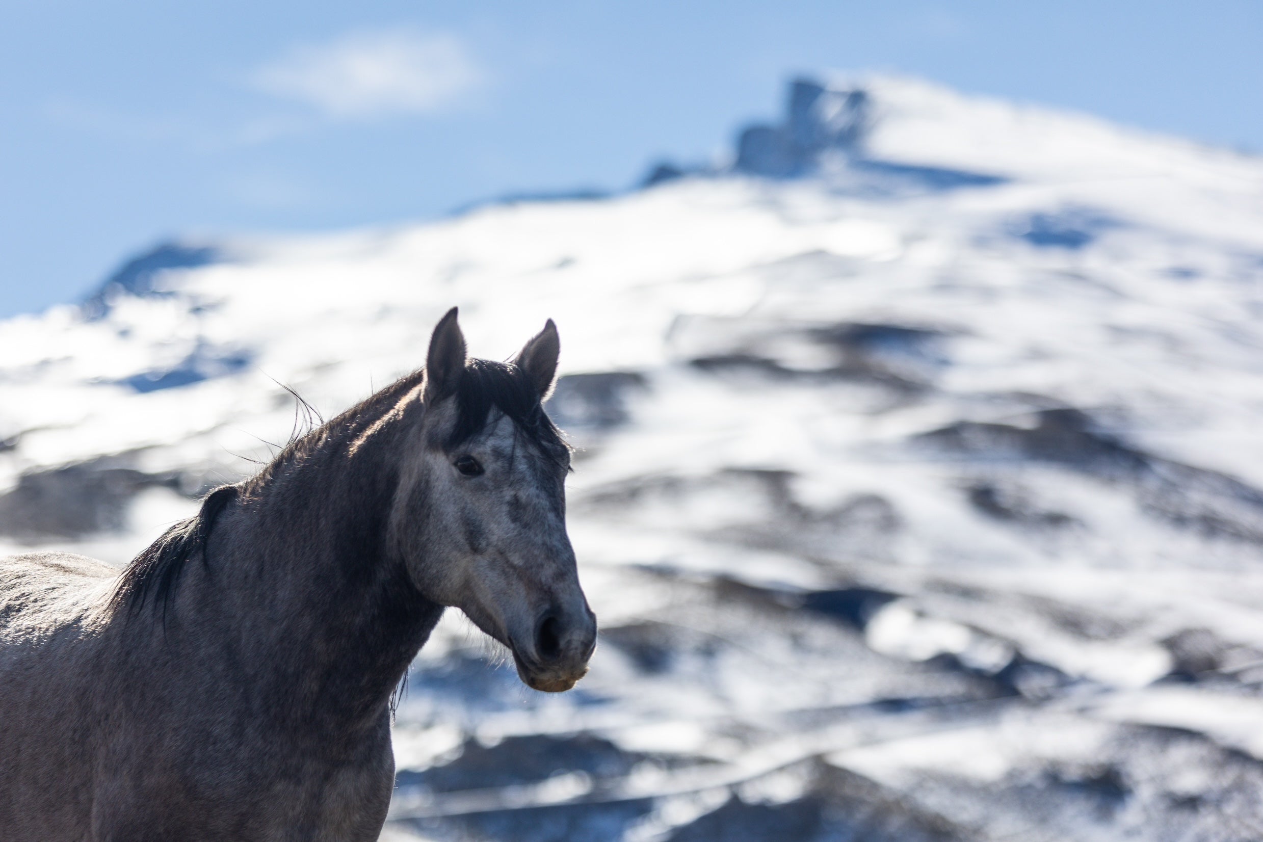 Las espectaculares imágenes de unos caballos en Sierra Nevada