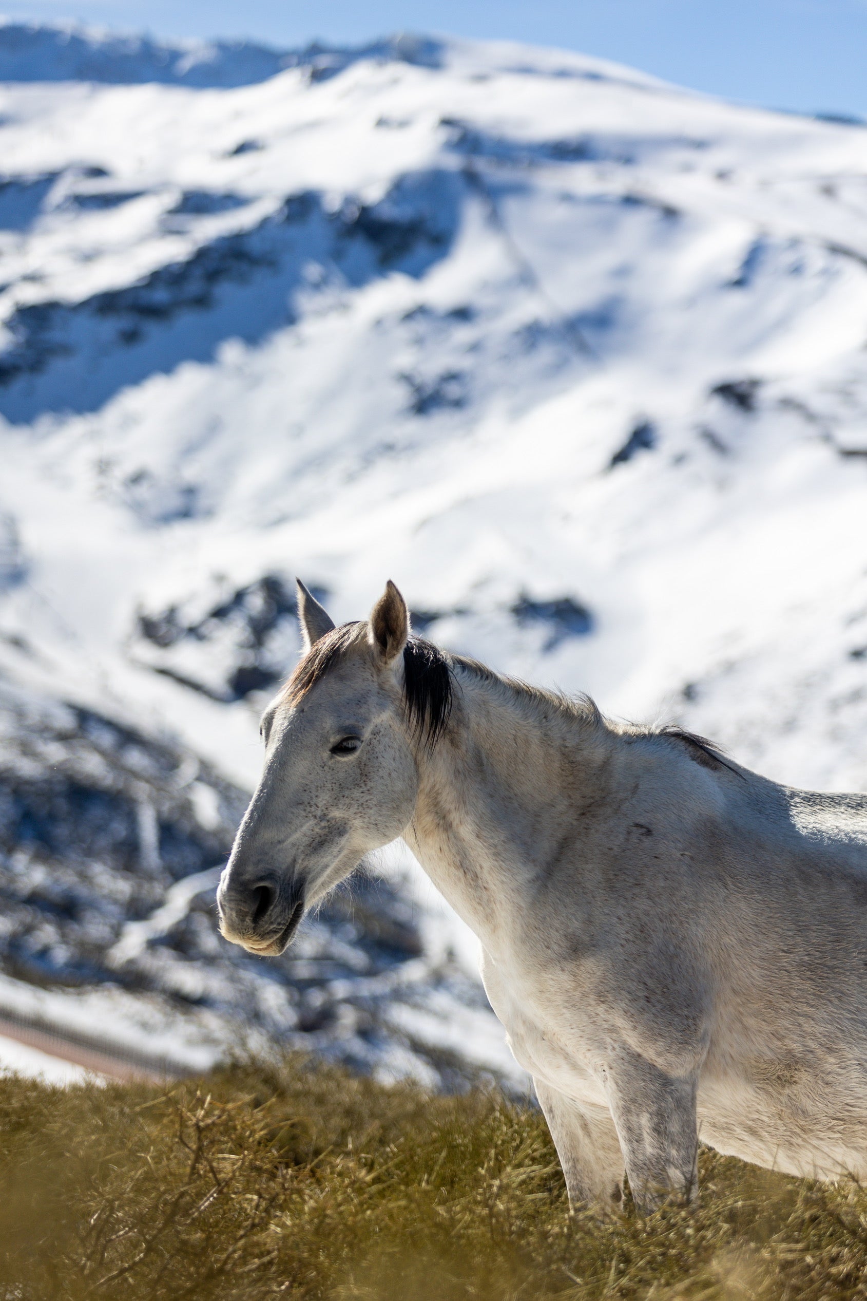 Las espectaculares imágenes de unos caballos en Sierra Nevada