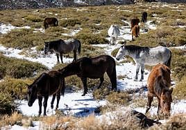 La manada de caballos en Sierra Nevada.