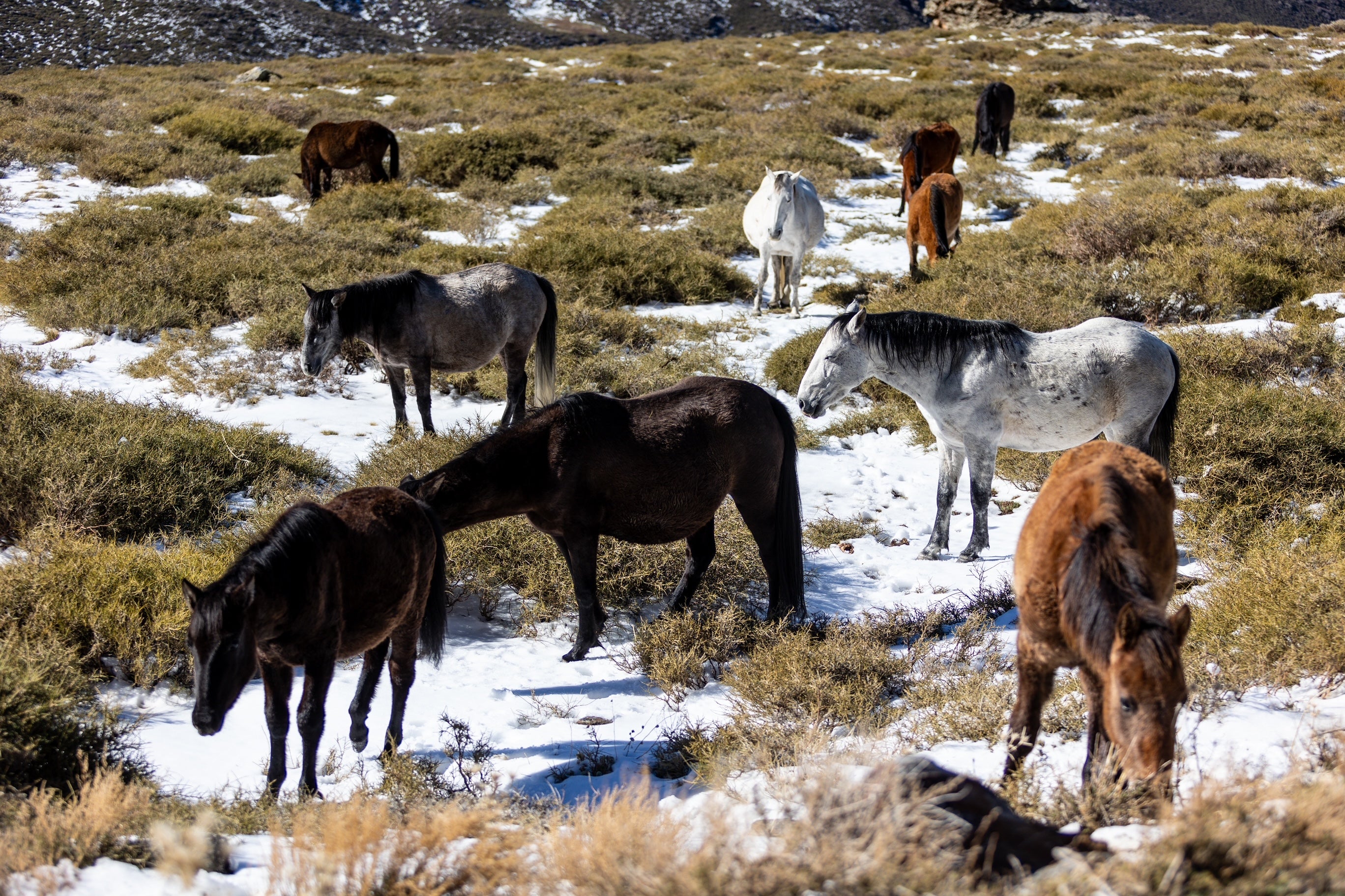 Las espectaculares imágenes de unos caballos en Sierra Nevada